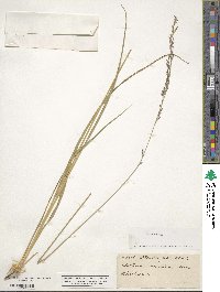 Molinia caerulea image