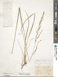 Molinia caerulea image