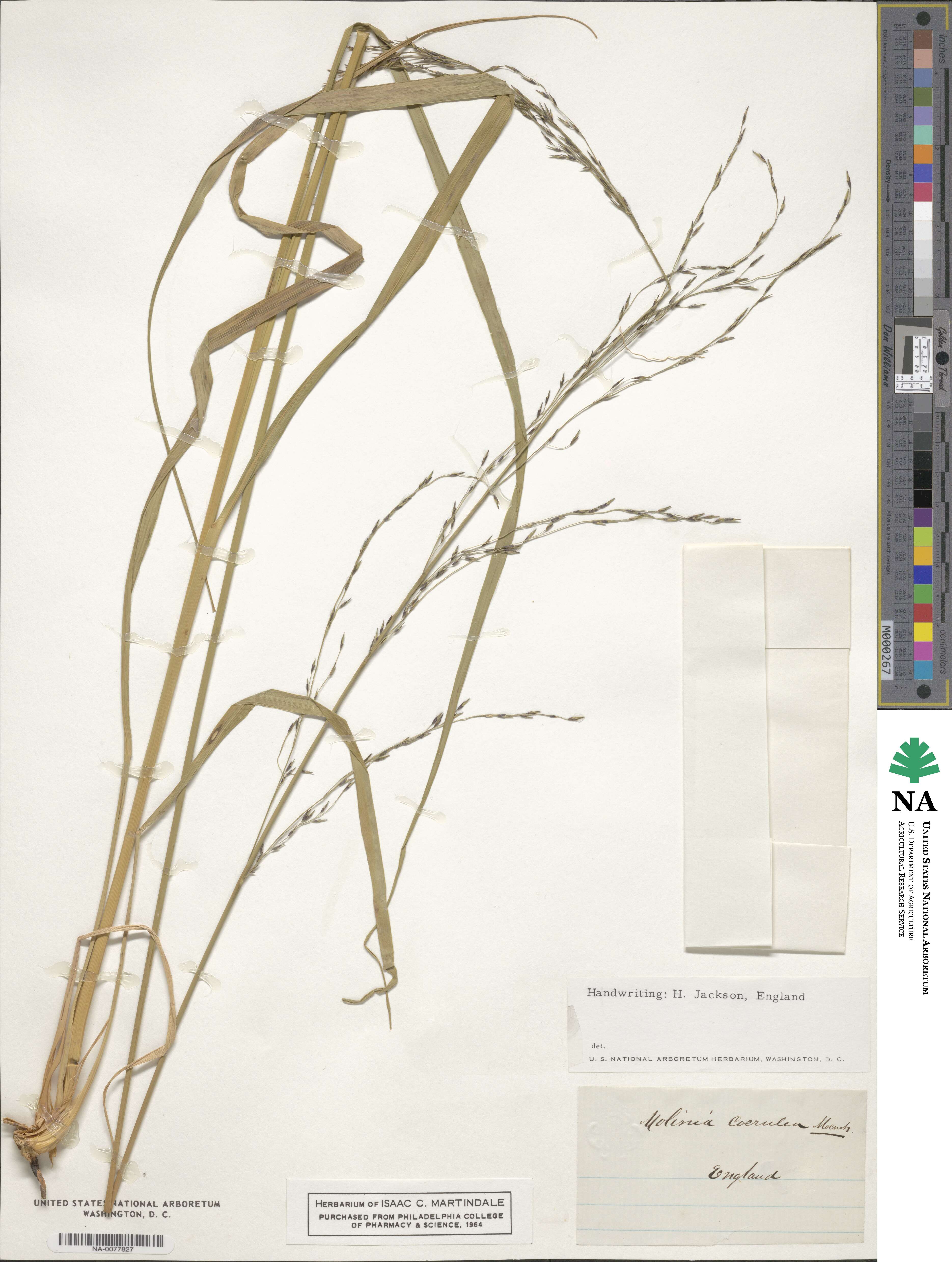 Molinia caerulea image