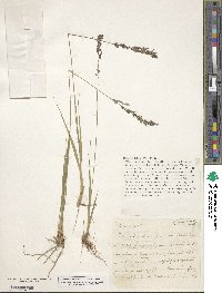 Molinia caerulea image