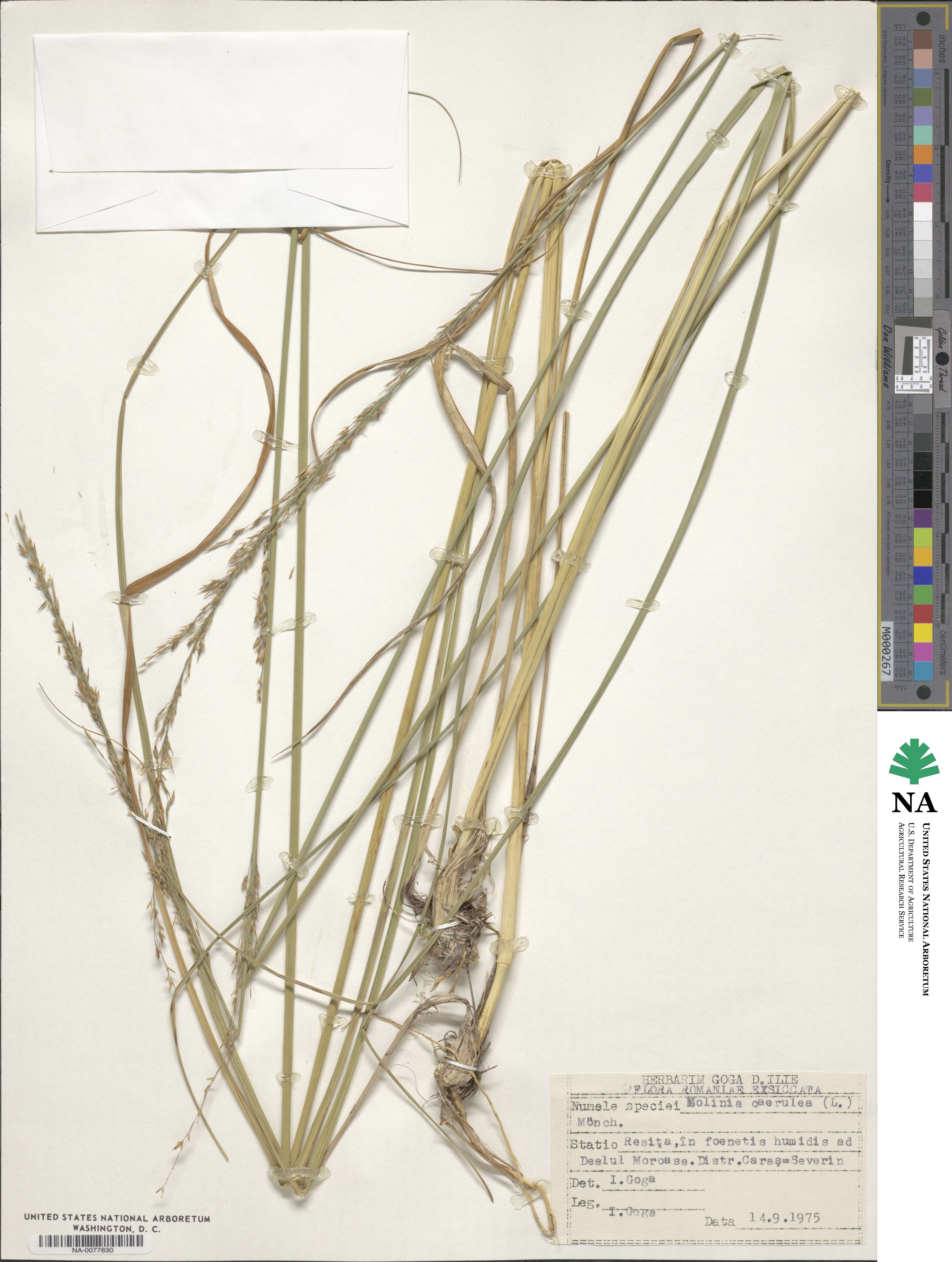 Molinia caerulea image