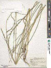 Molinia caerulea image