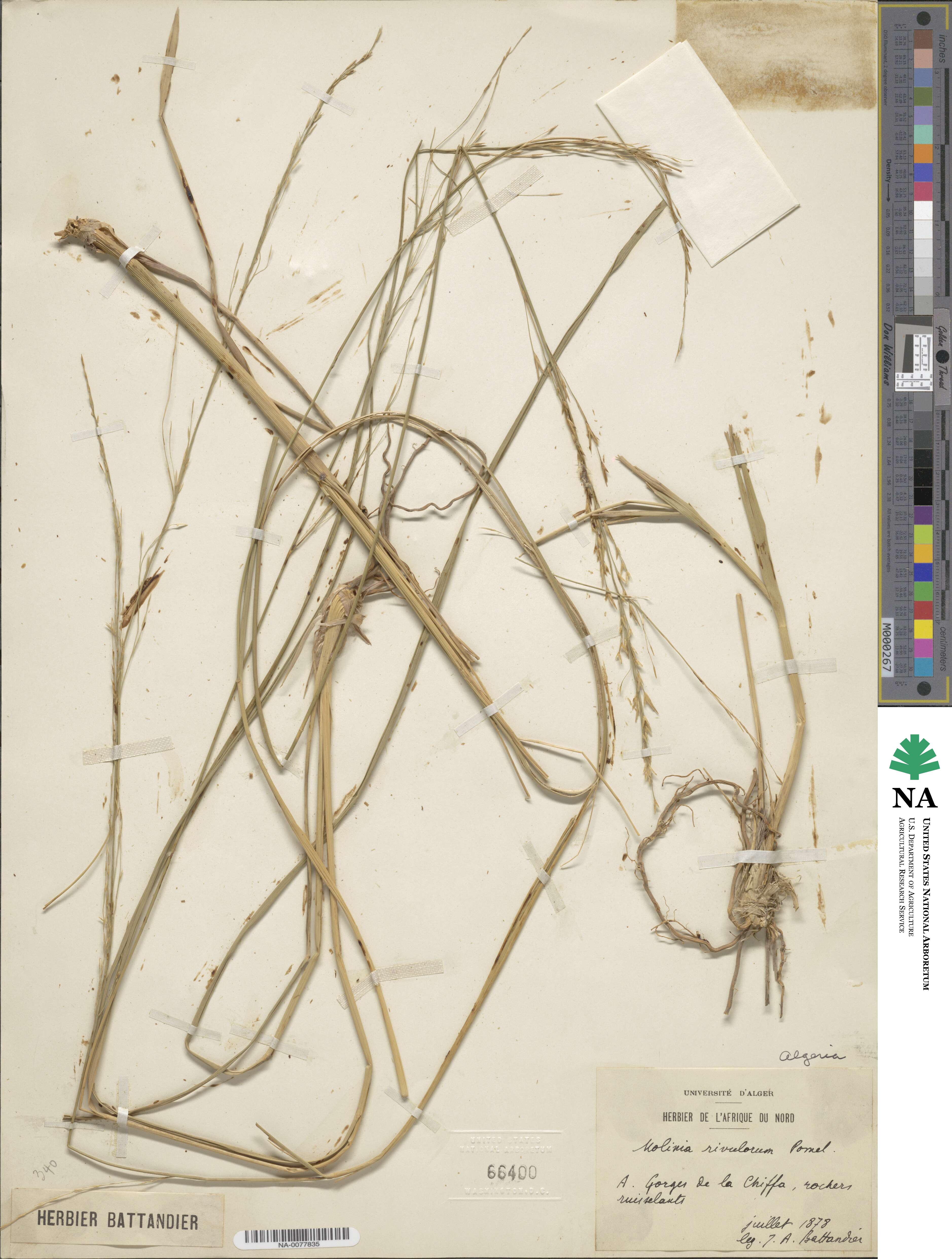 Molinia caerulea image