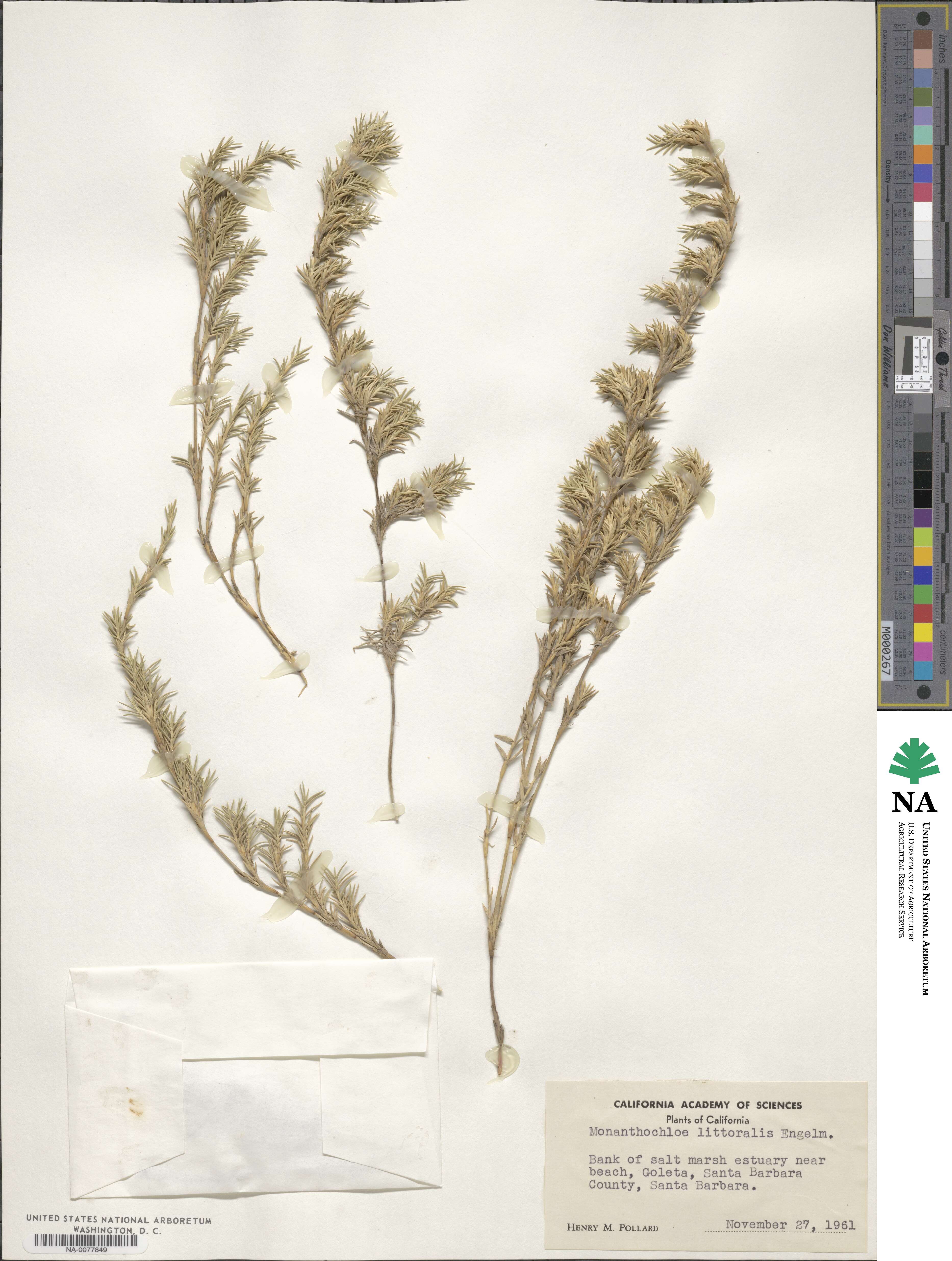 Distichlis littoralis image