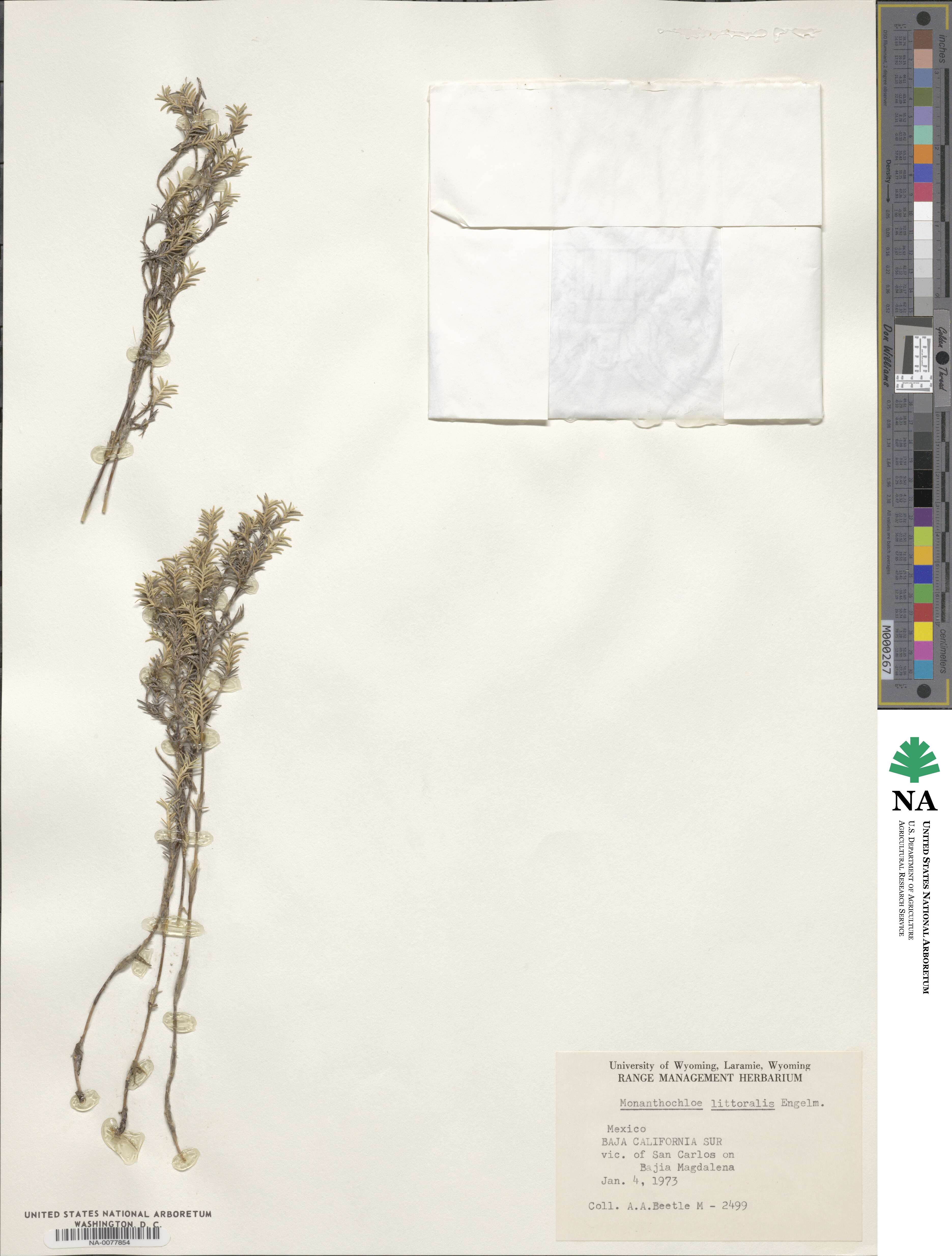 Distichlis littoralis image