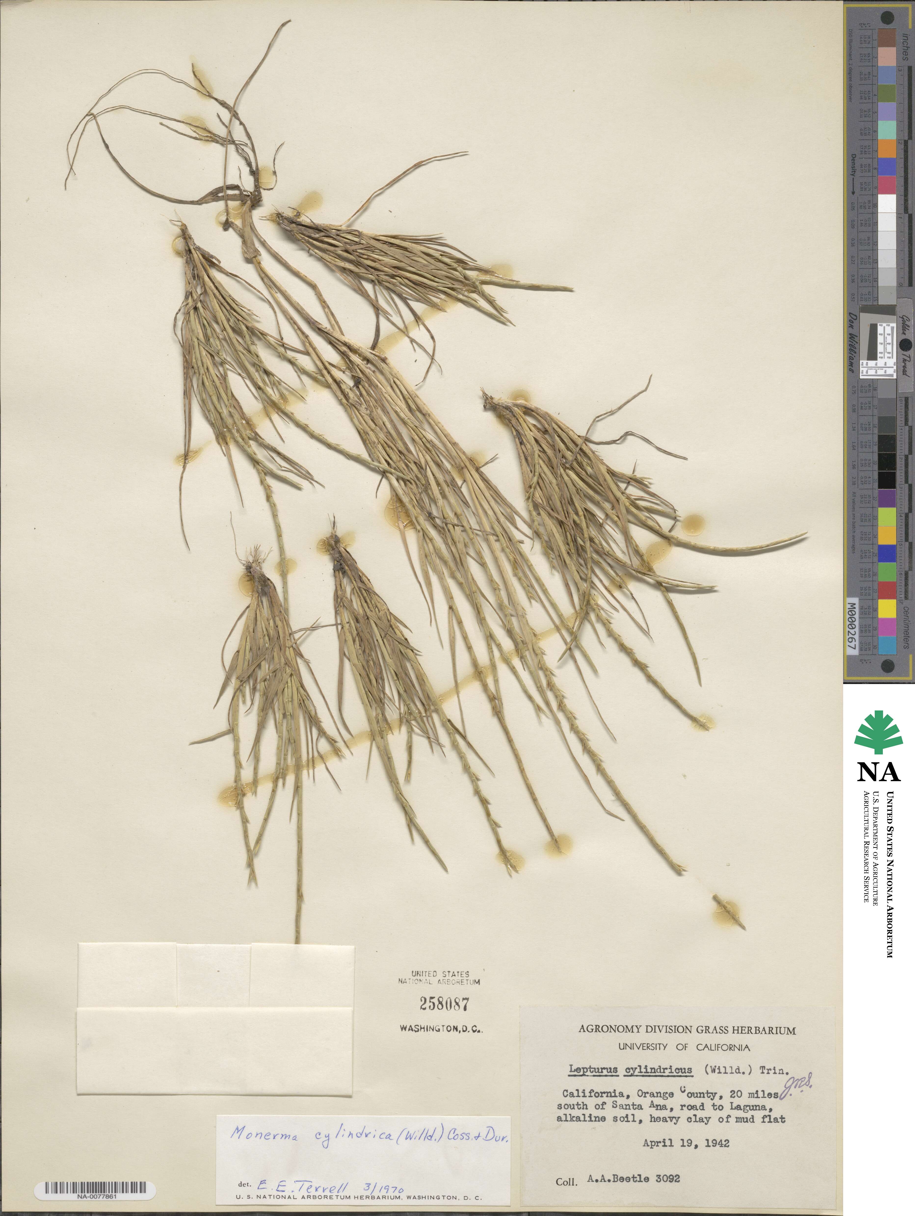 Parapholis cylindrica image