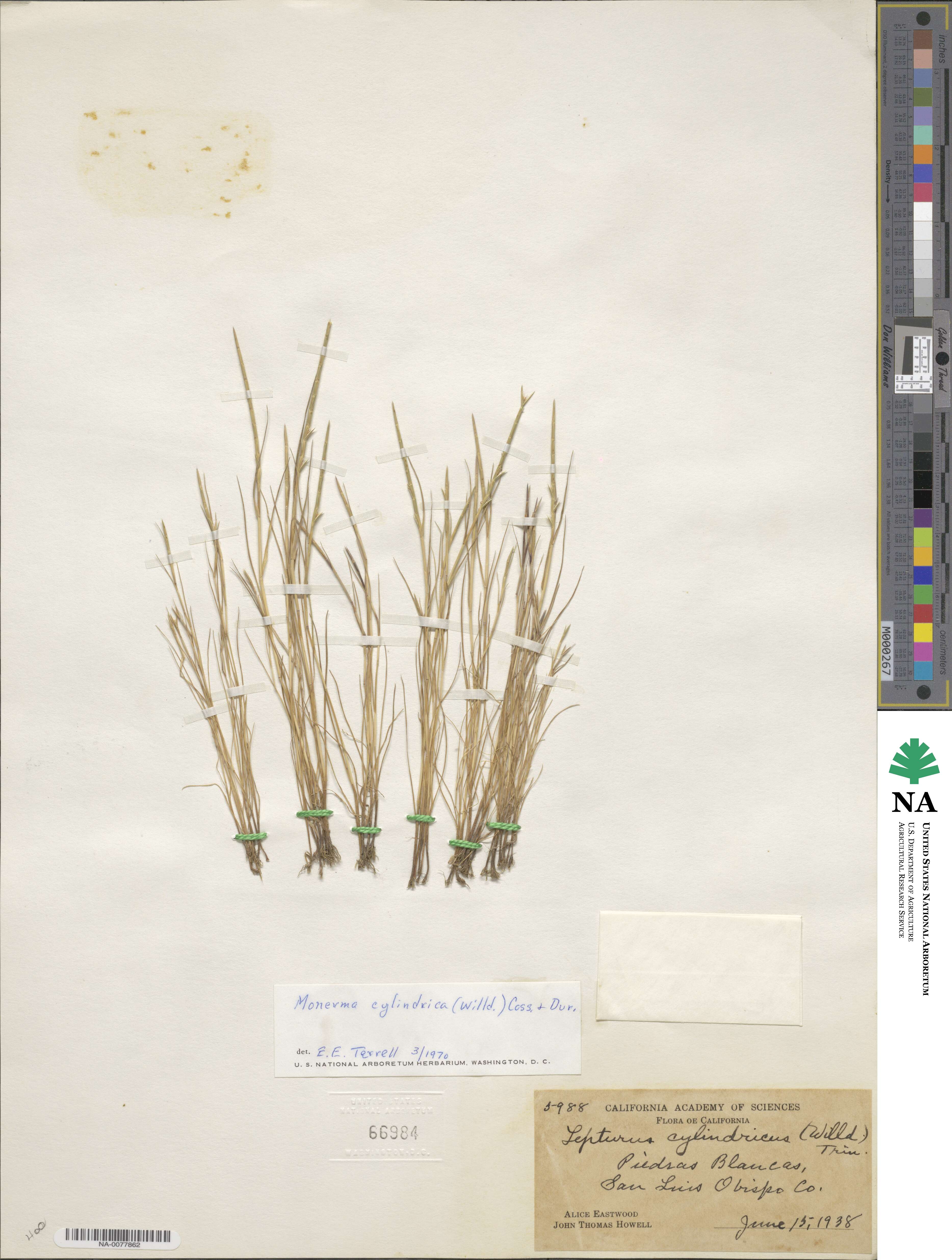 Parapholis cylindrica image