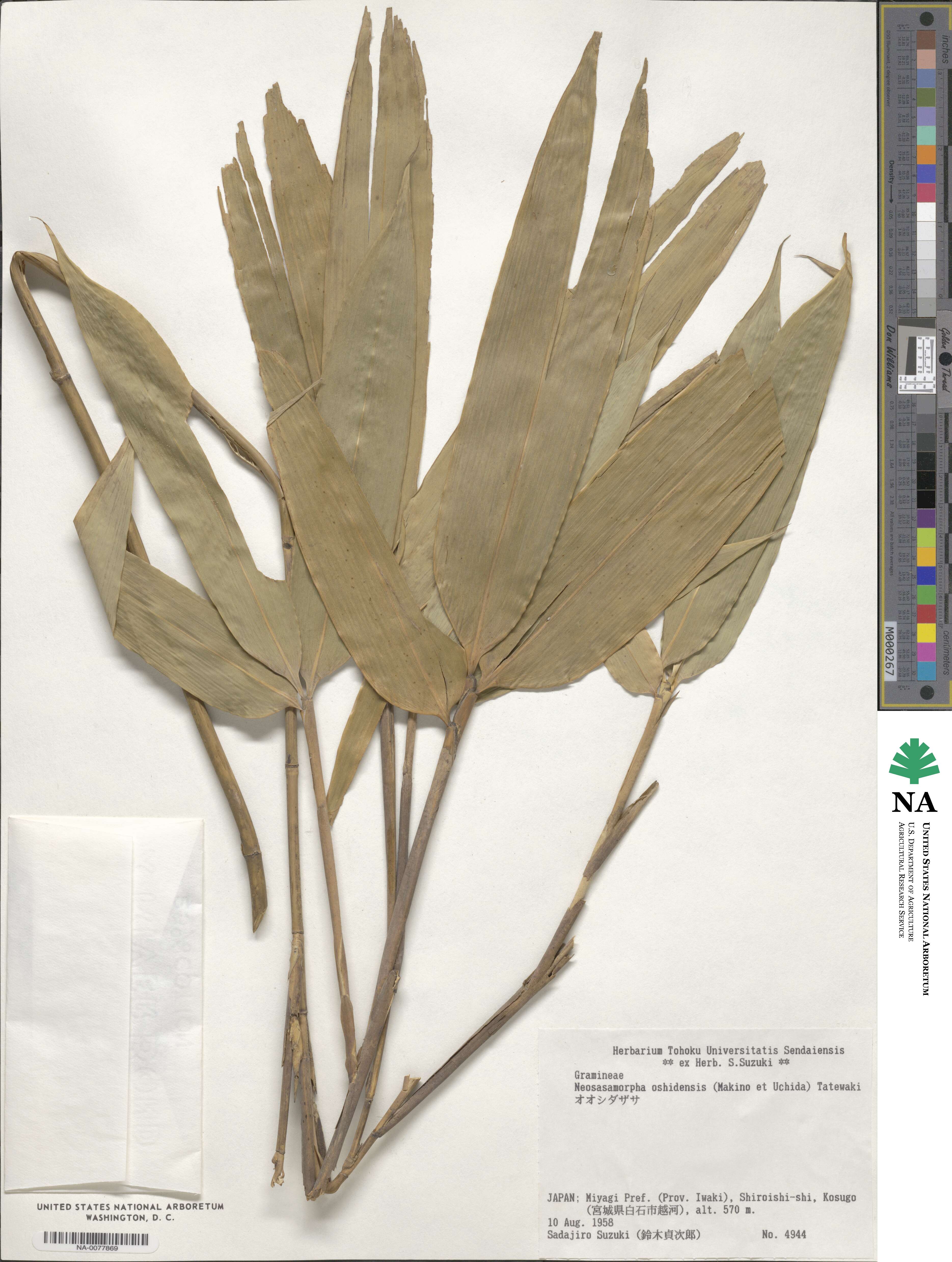 Sasamorpha oshidensis image