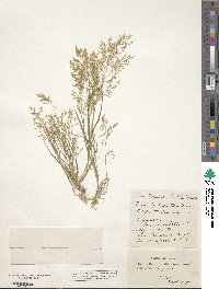 Poa persica image