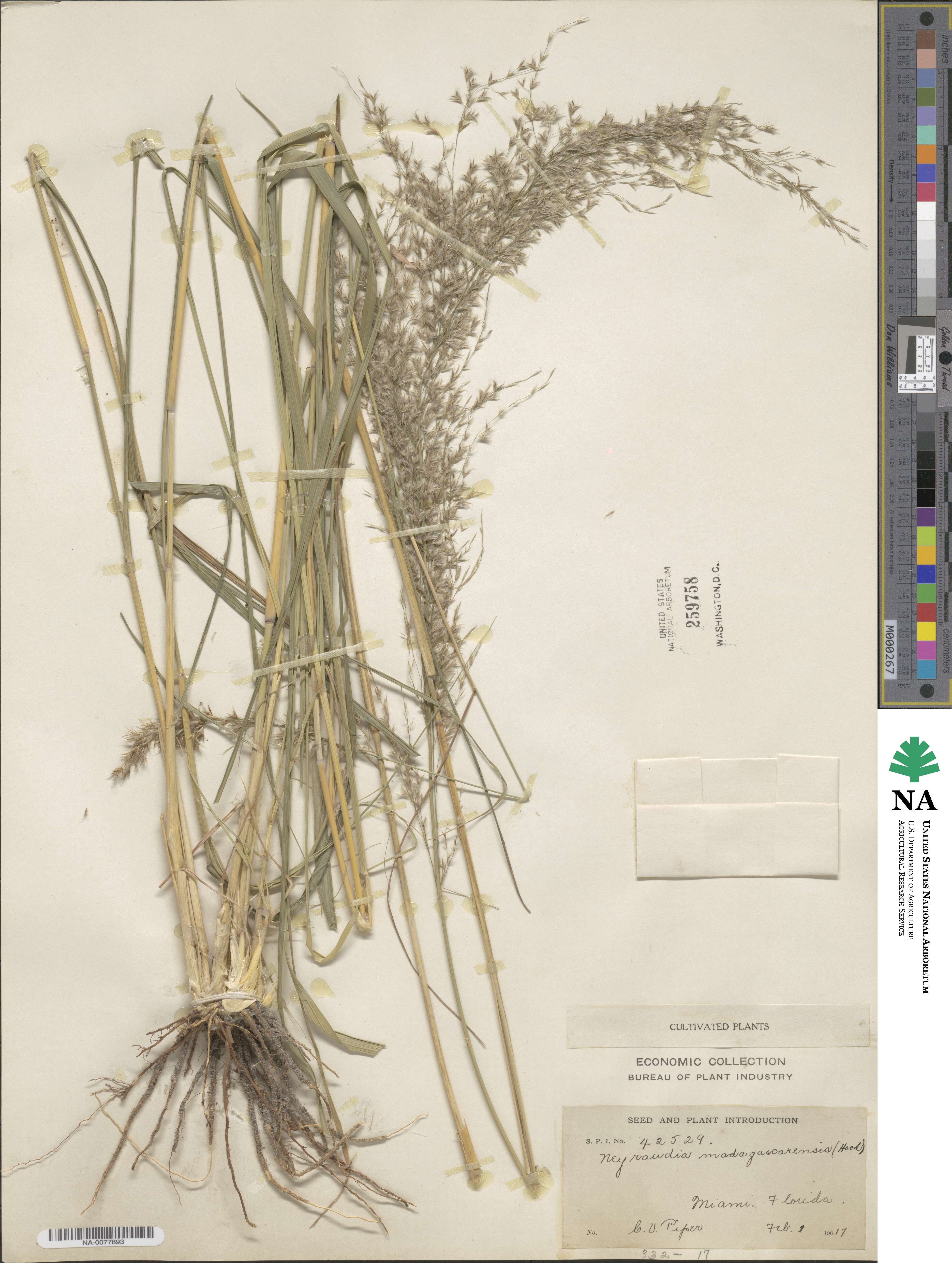 Neyraudia arundinacea image