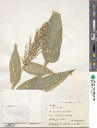 Olyra latifolia image