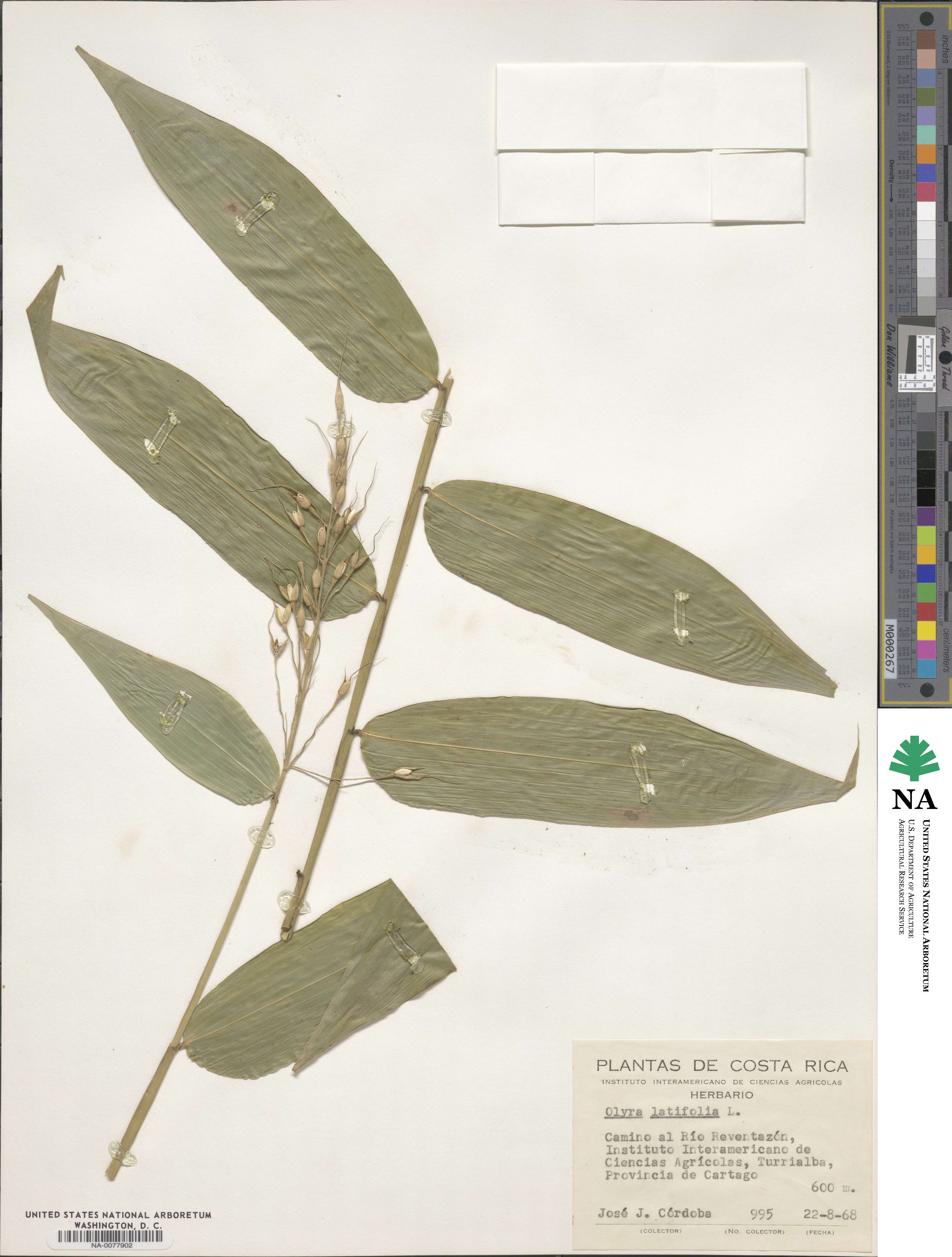 Olyra latifolia image