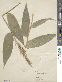 Olyra latifolia image