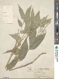 Olyra latifolia image