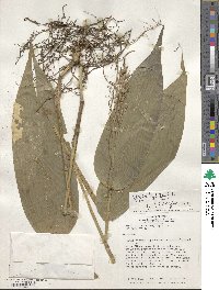 Olyra latifolia image