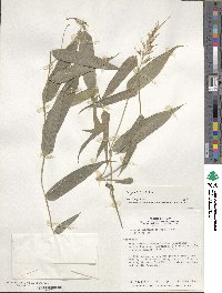 Olyra latifolia image