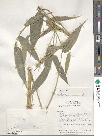 Olyra latifolia image