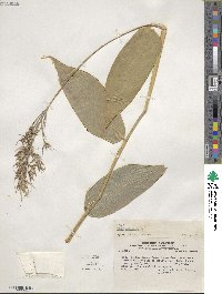 Olyra latifolia image