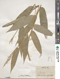 Olyra latifolia image