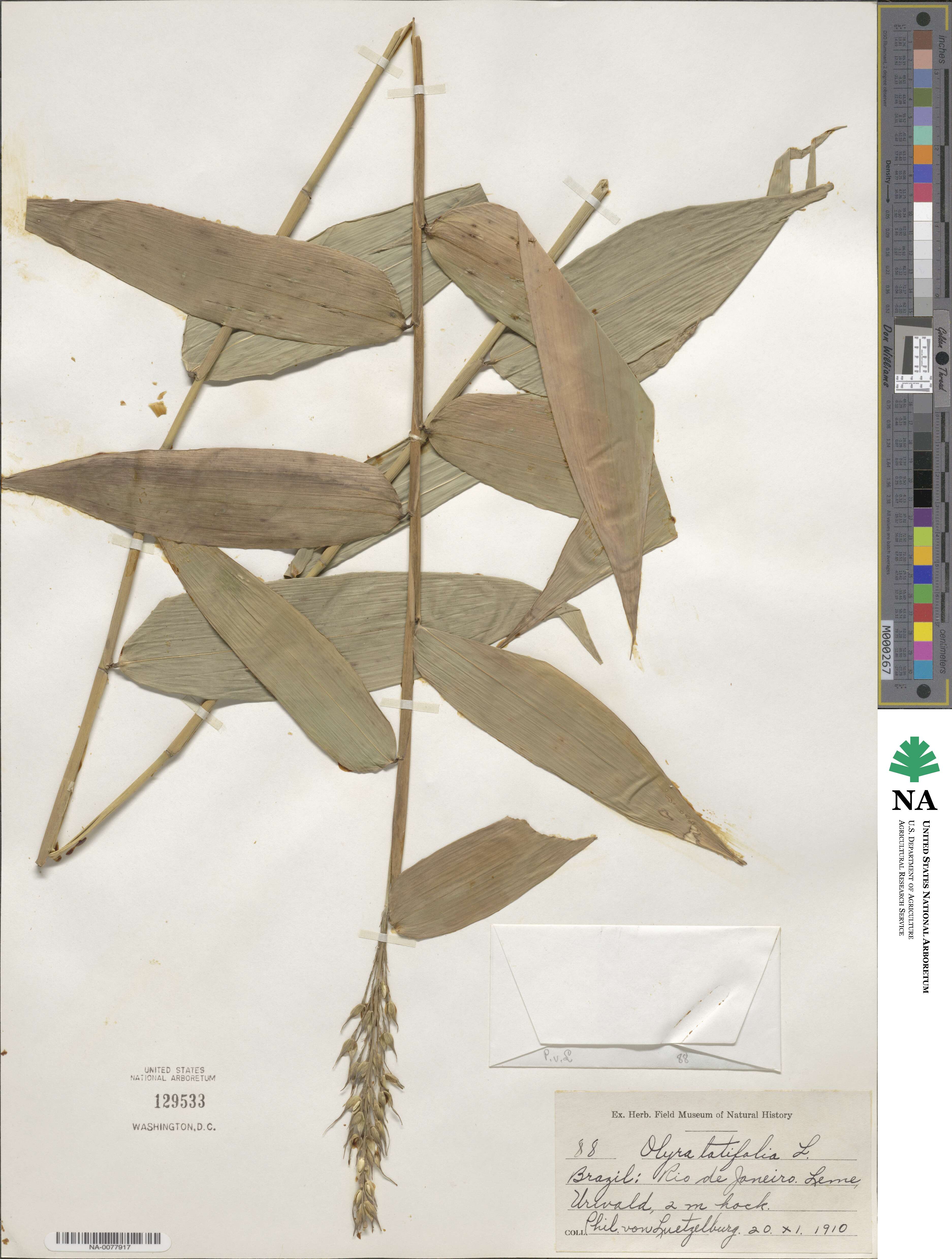 Olyra latifolia image