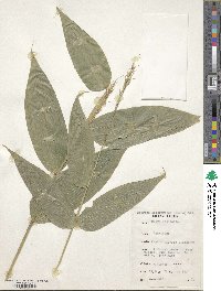 Olyra latifolia image