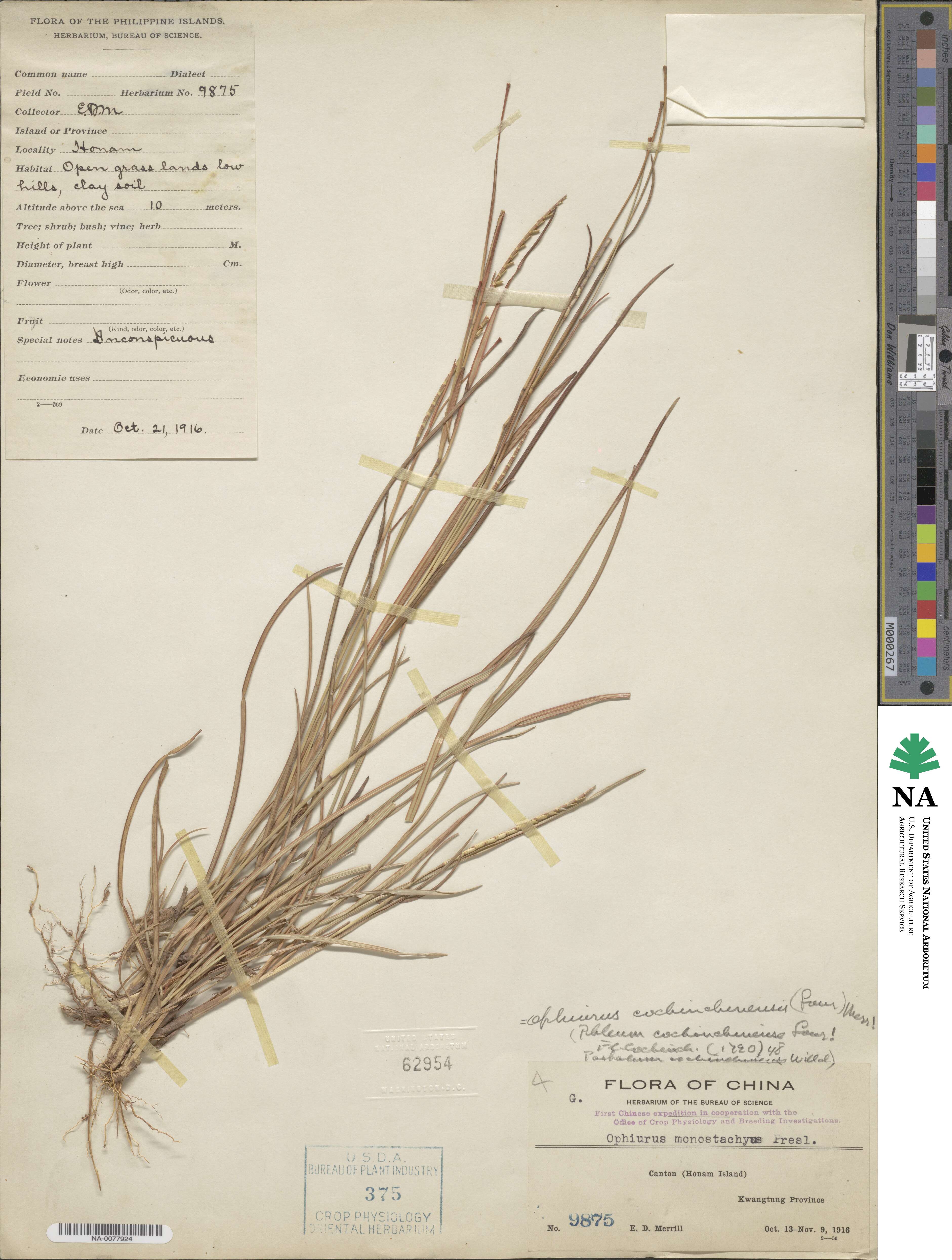 Mnesithea laevis image