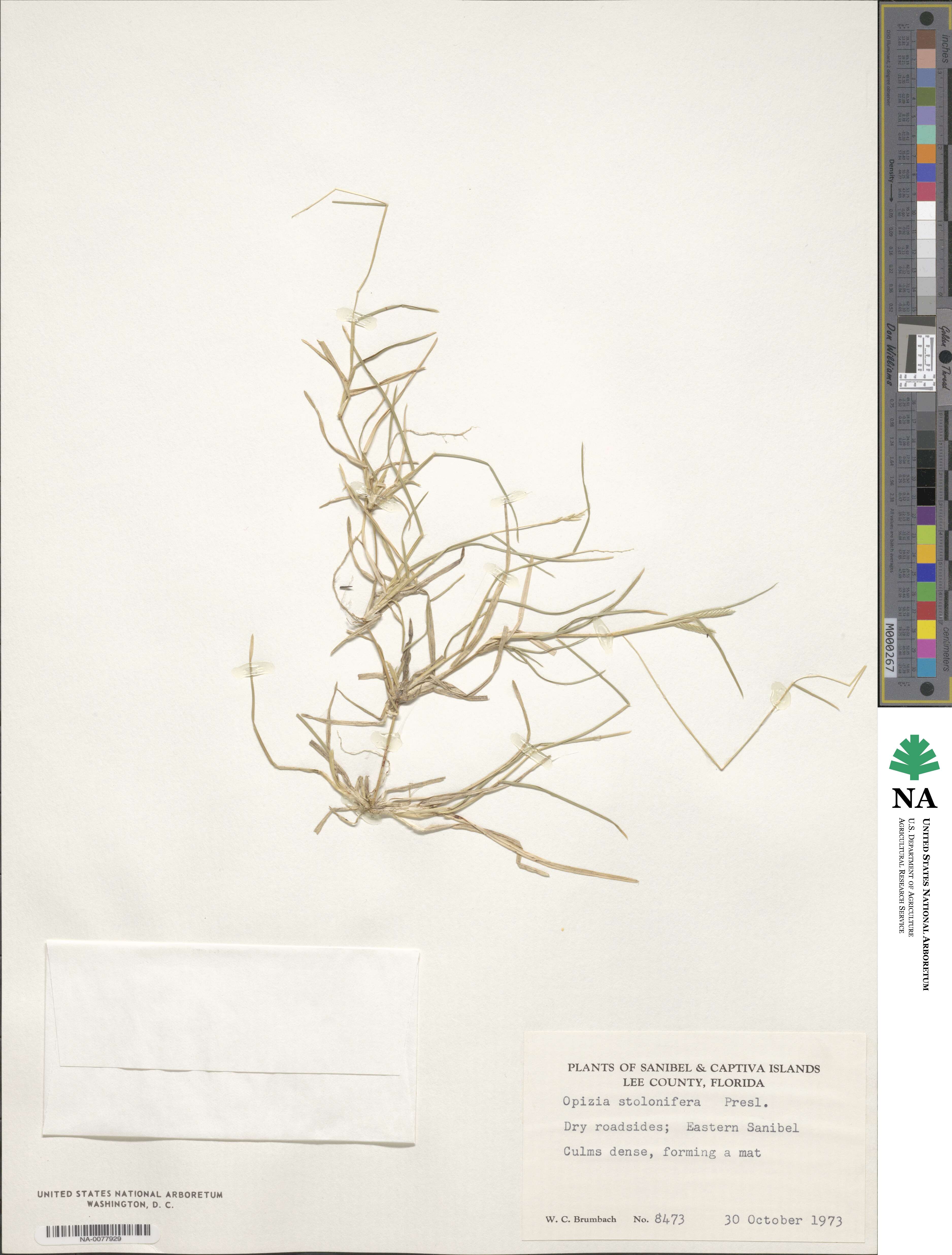 Bouteloua dimorpha image