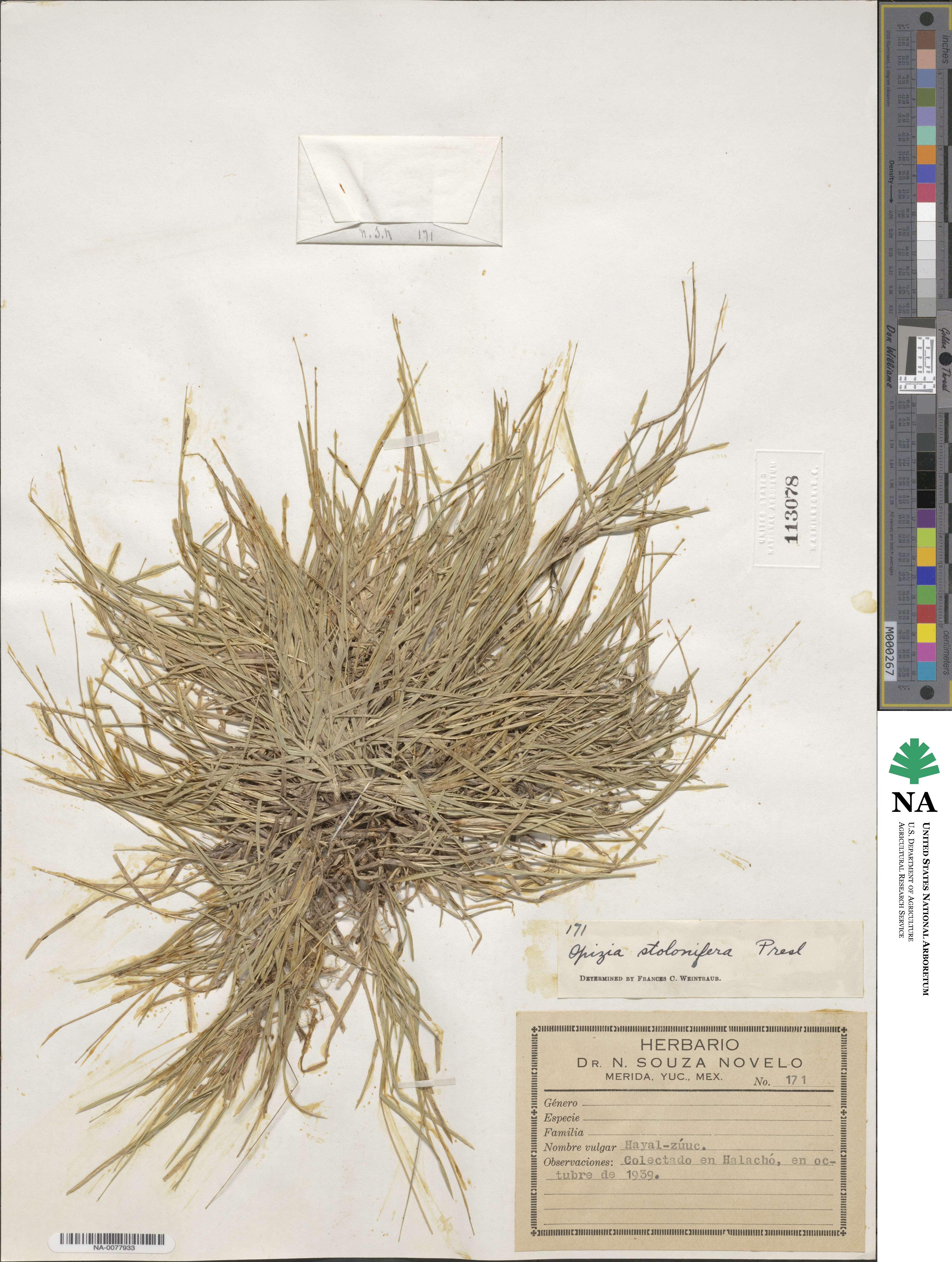 Bouteloua dimorpha image