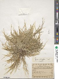 Bouteloua dimorpha image