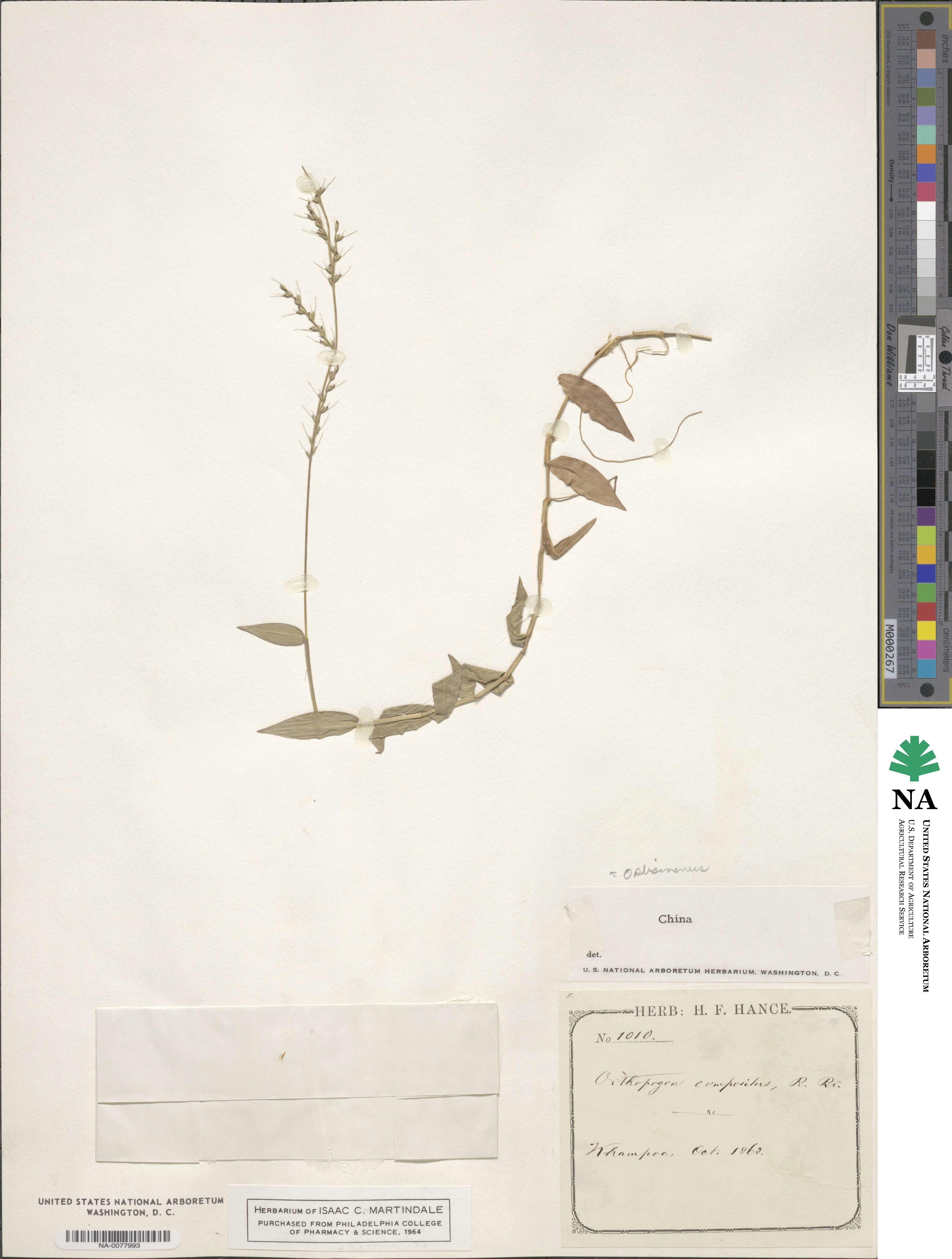 Oplismenus compositus image