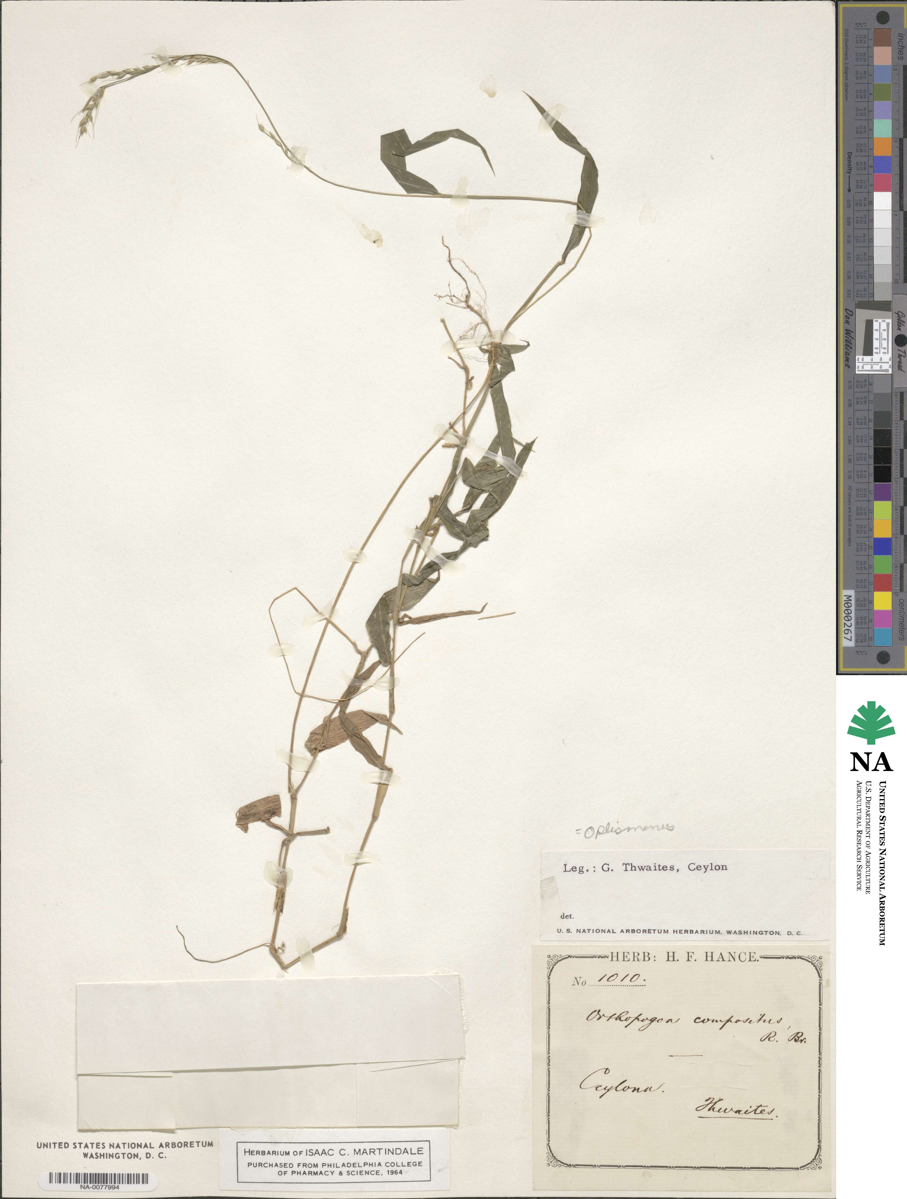Oplismenus compositus image