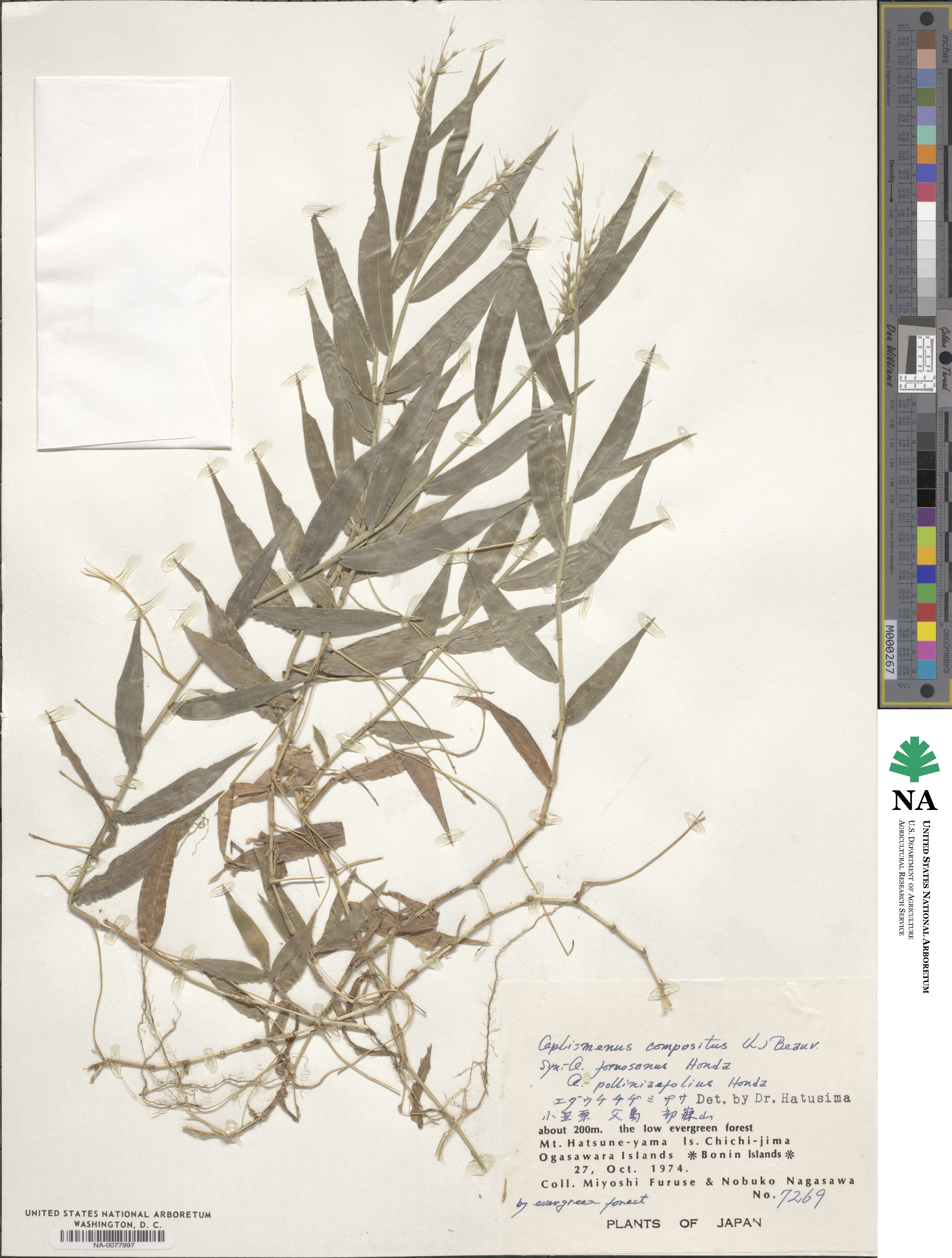Oplismenus compositus image