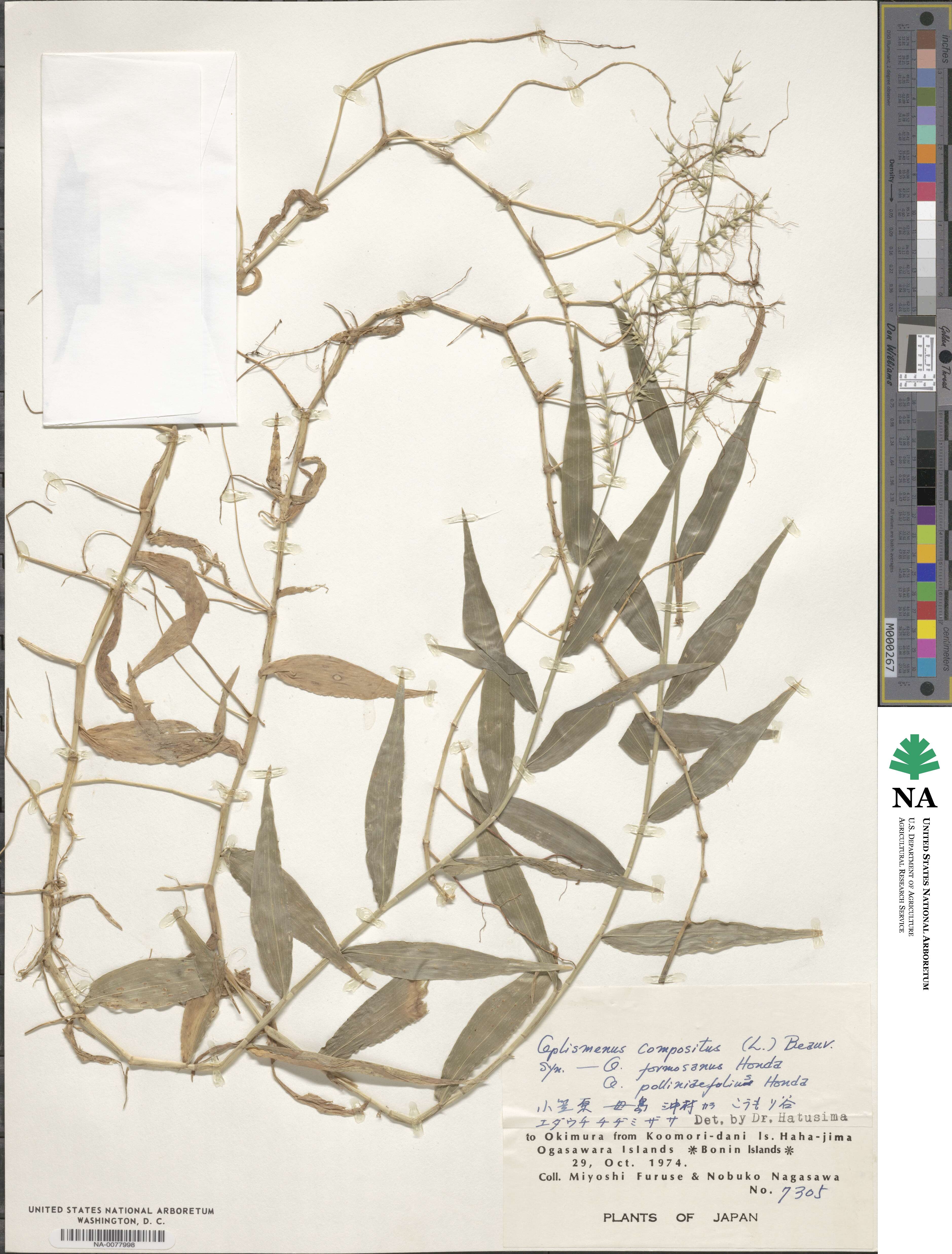 Oplismenus compositus var. compositus image