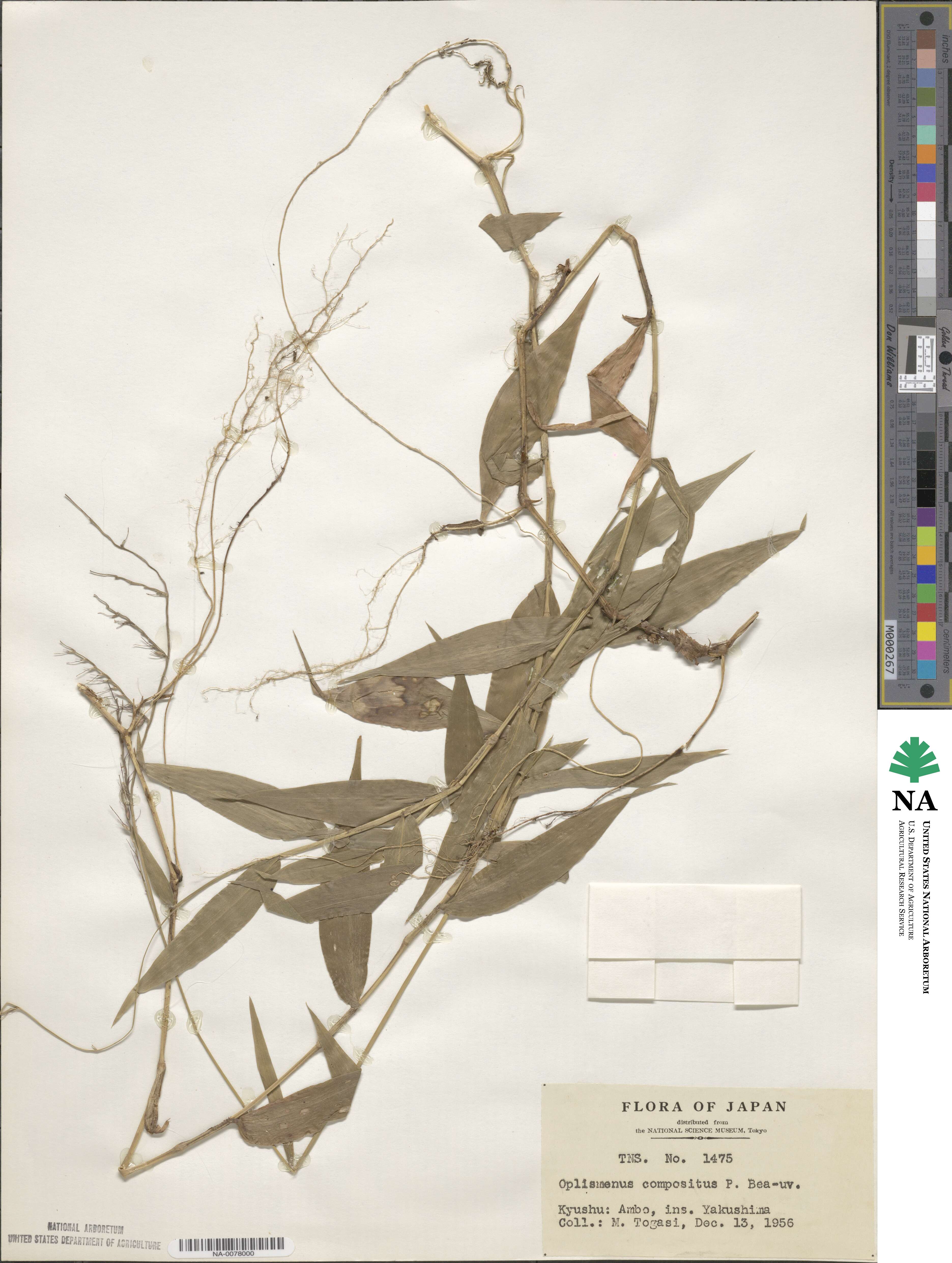 Oplismenus compositus image