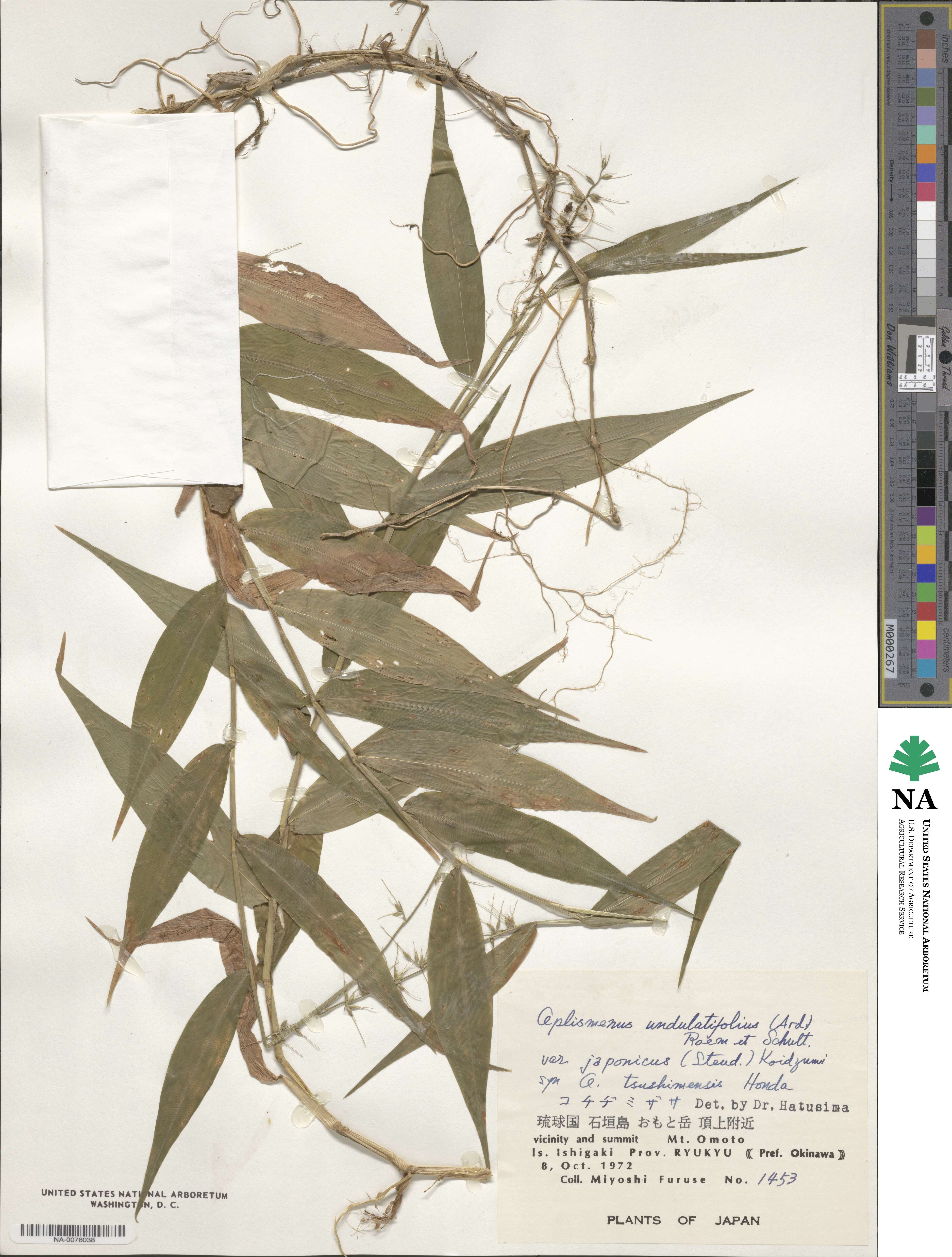 Oplismenus burmanni image