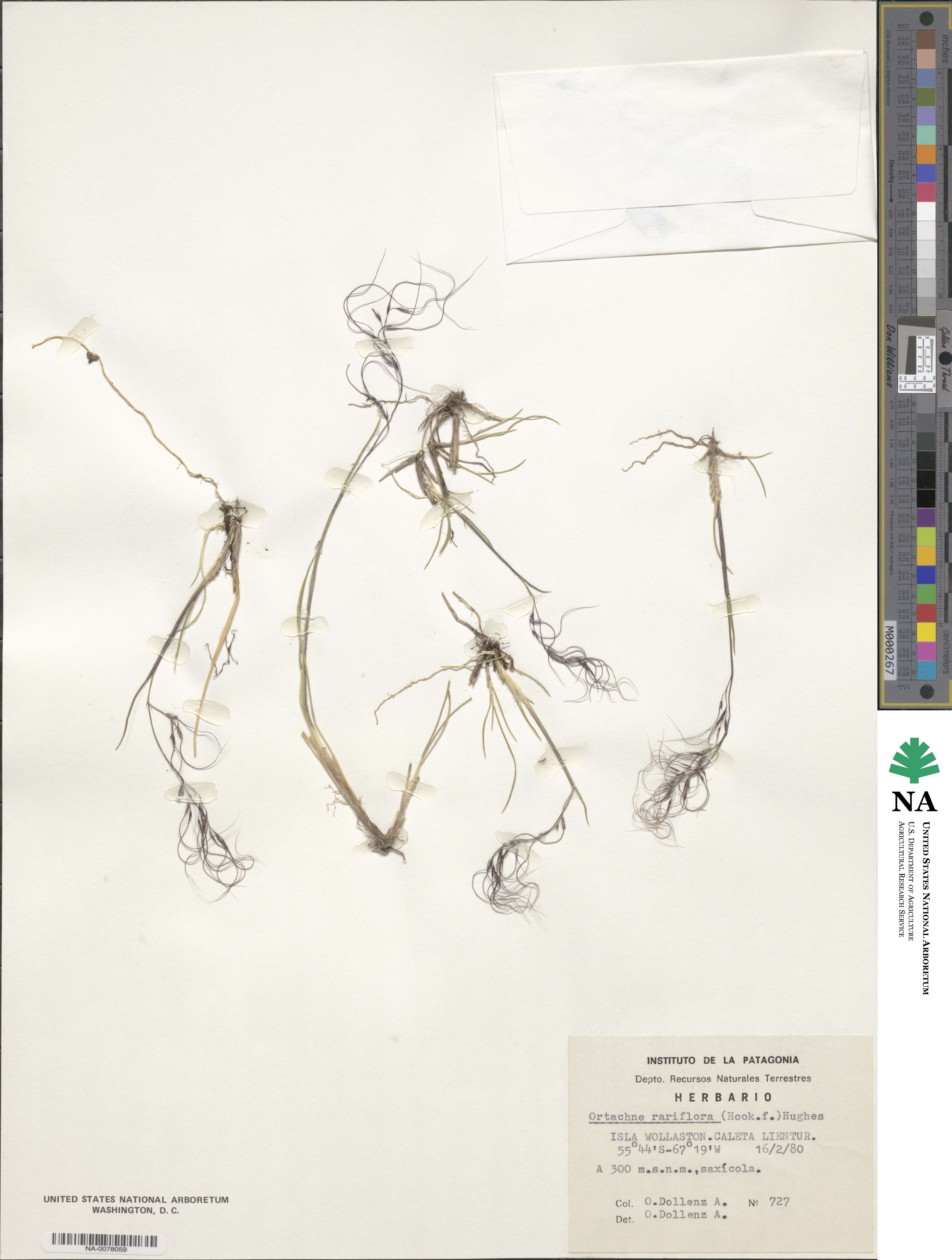 Ortachne rariflora image