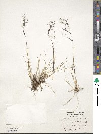 Ortachne rariflora image