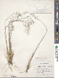 Ortachne rariflora image