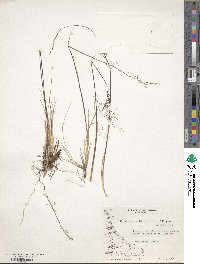 Ortachne rariflora image