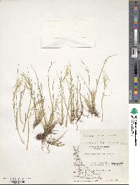 Ortachne rariflora image