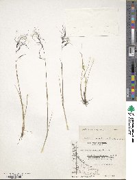 Ortachne rariflora image