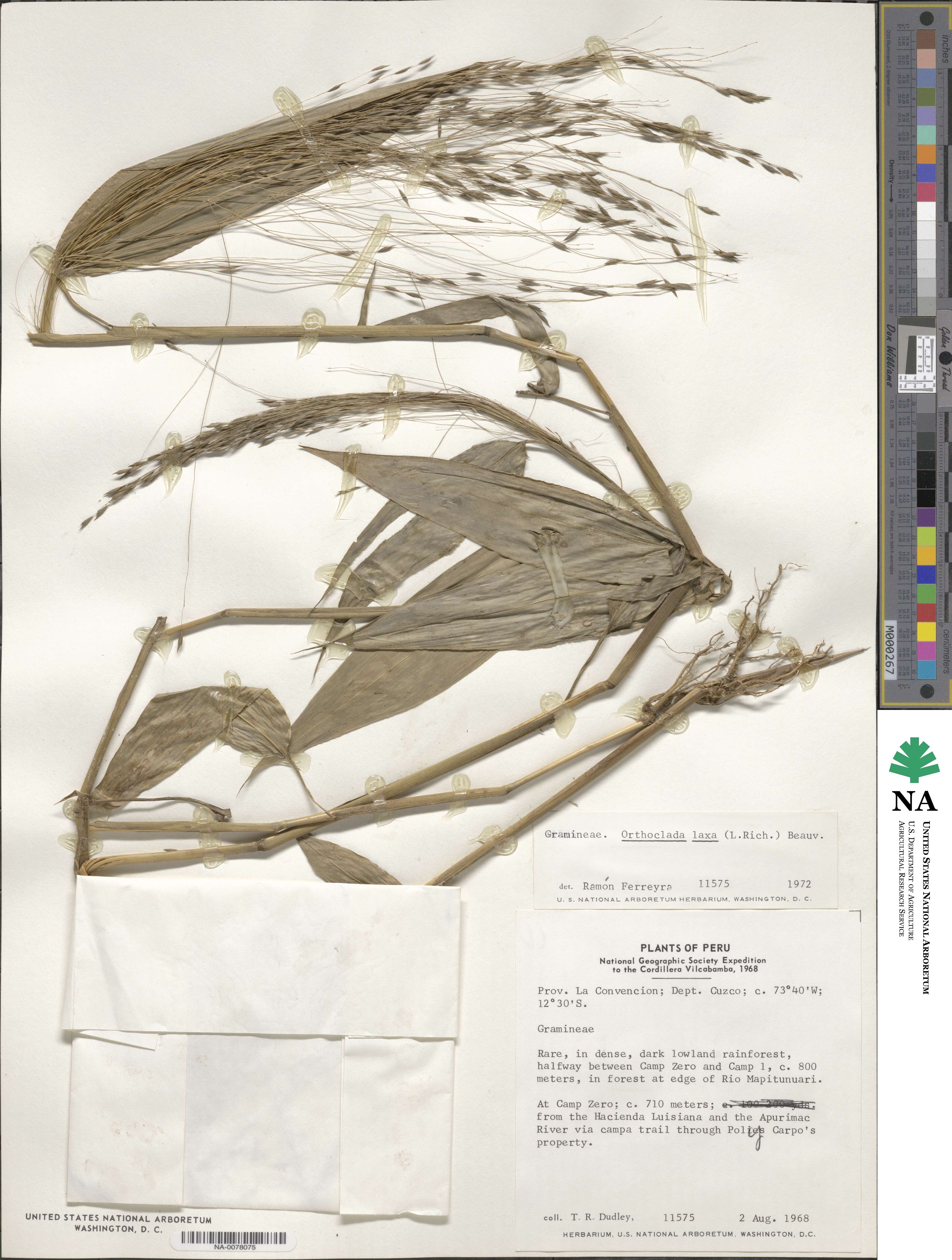 Orthoclada laxa image