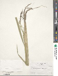 Oryza sativa image