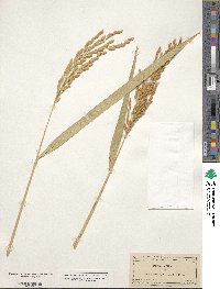 Oryza sativa image