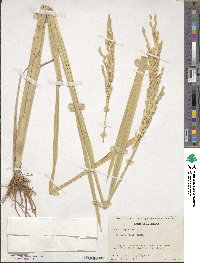 Oryza sativa image