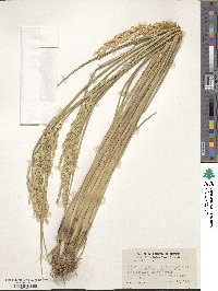 Oryza sativa image