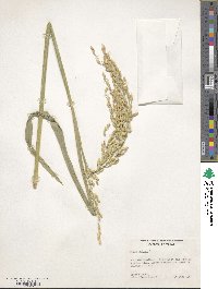 Oryza sativa image