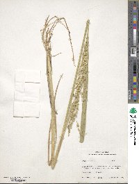 Oryza sativa image