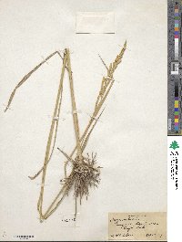 Oryza sativa image