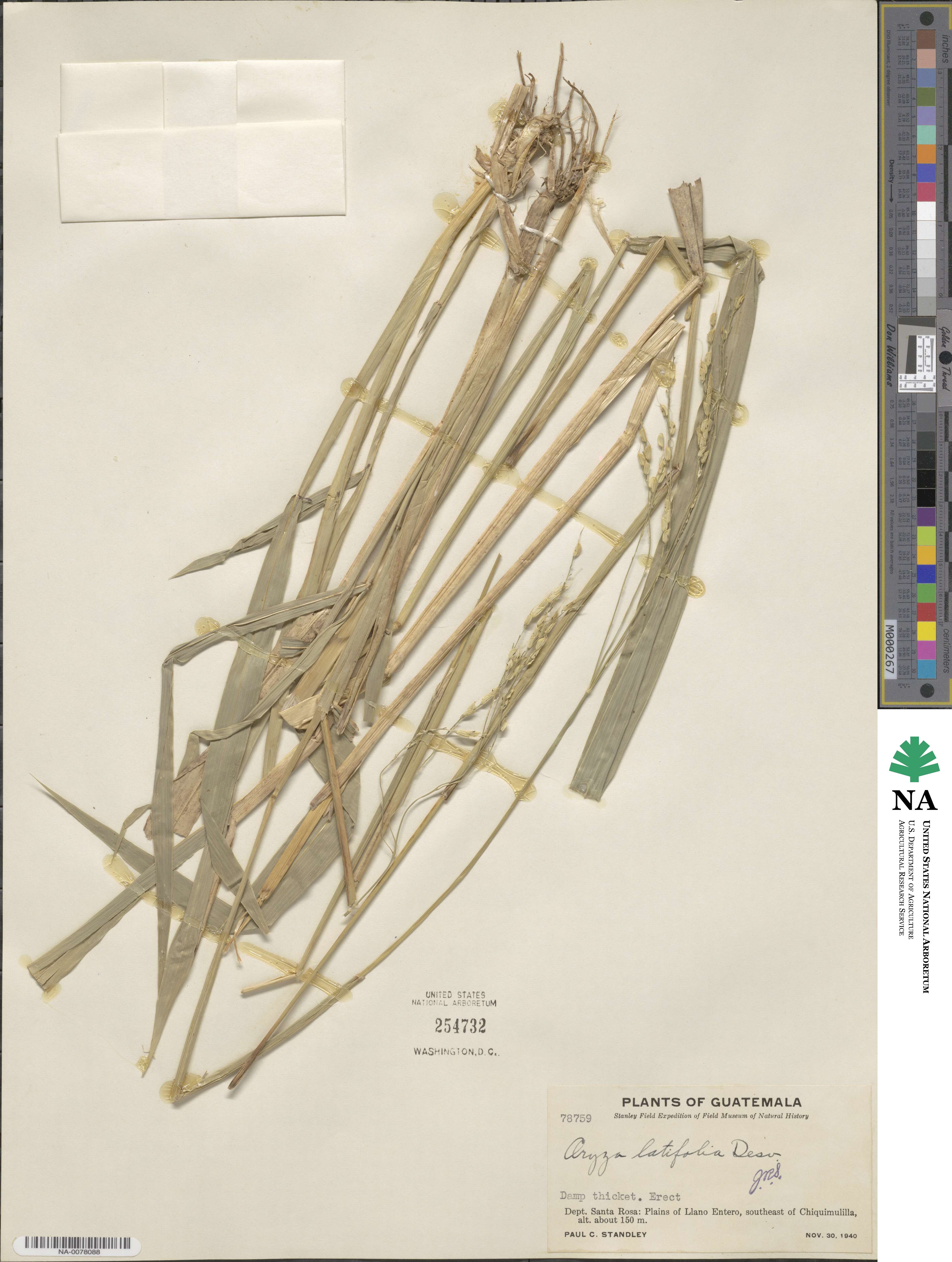 Oryza latifolia image